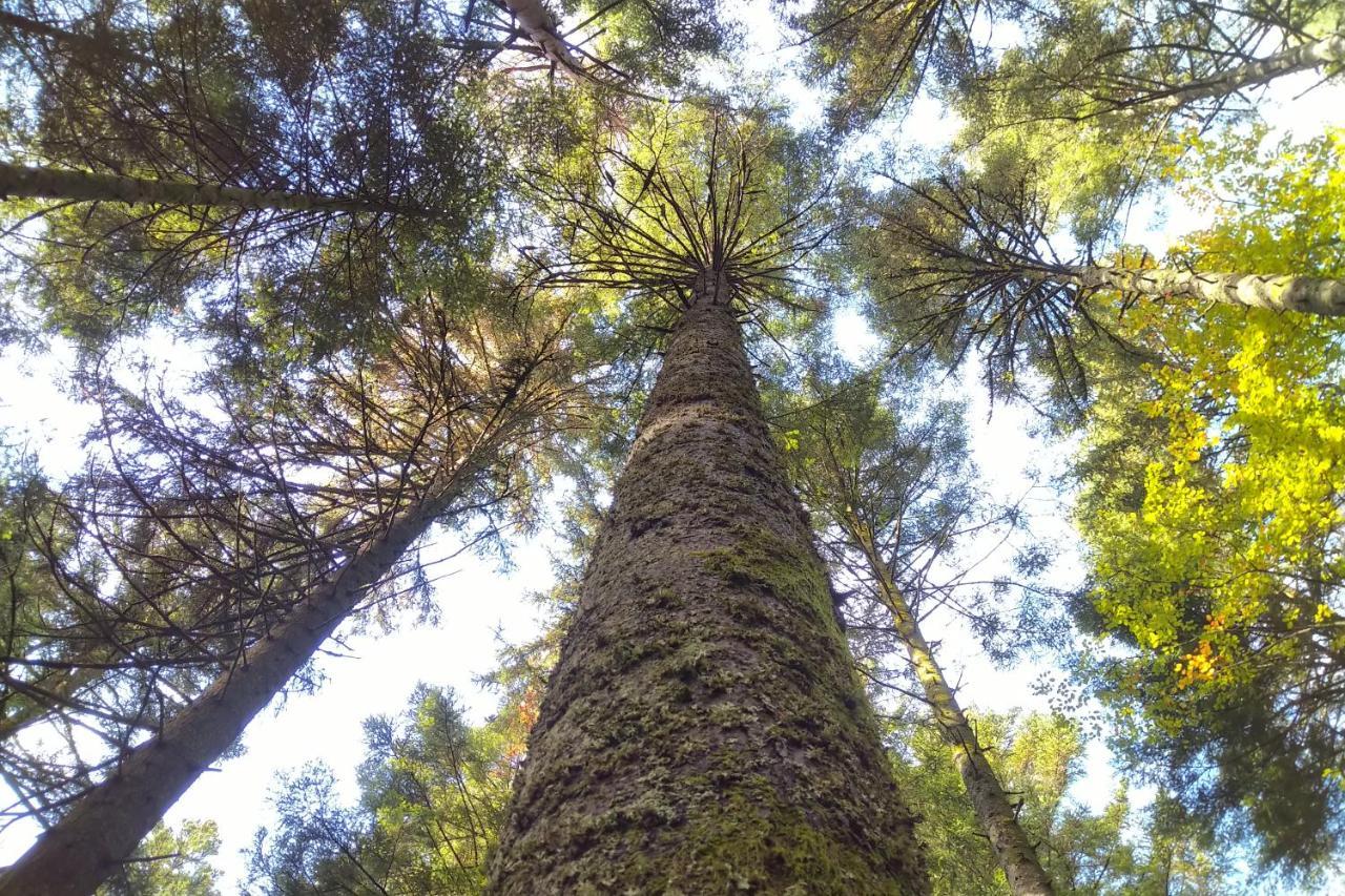 Вилла Tiny-Ferienhaeusle Casa Wendy Лосбург Экстерьер фото